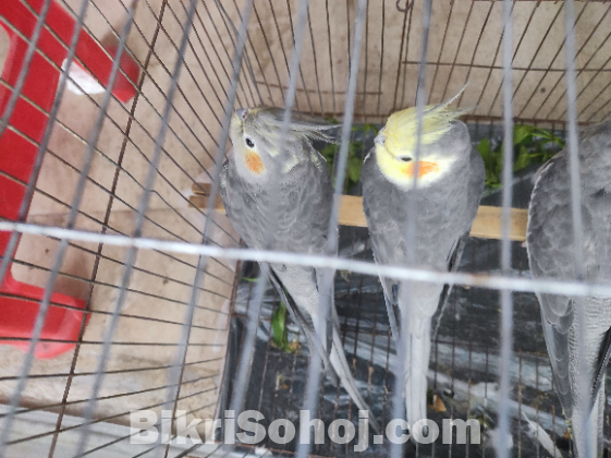 Cocktiel running pair